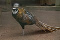 (Syrmaticus reevesi) Pheasant male Royalty Free Stock Photo