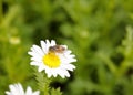 The syrphid eat nectar on daisy, adobe rgb Royalty Free Stock Photo