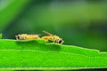 Syrphid flies Royalty Free Stock Photo