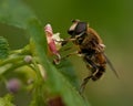 Syrphid flies Eristalis sp