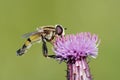 Syrphid fly in the bloom