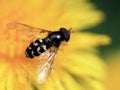 Syrphid Fly on Dandelion Royalty Free Stock Photo