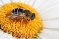 Syrphid Fly (Eristalis) on Daisy Royalty Free Stock Photo