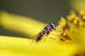 Syrphid Fly On Flower