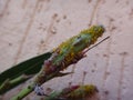 Syrphid fly larva and nerium aphids in oleander plant