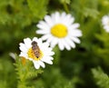 Syrphid eat nectar on daisy, adobe rgb Royalty Free Stock Photo