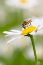 Syrphid fly pollinating and feedeing on daisy