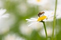 Syrphid fly pollinating and feedeing on daisy