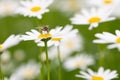 Syrphid fly pollinating and feedeing on daisy