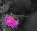macro photography of syrphid or hover fly on a thistle flower