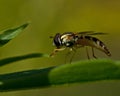 Syrphid Fly Sphaerophoria sp