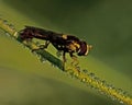 Syrphid Fly Sphaerophoria sp