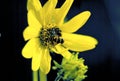 Syrphid Fly on Sunflower 33083