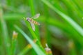 Syrphid fly