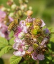 Syrphid or Hoverfly on Backberry plant