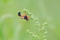 Syrphid of Monoceromyia Royalty Free Stock Photo