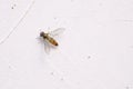 syrphid Royalty Free Stock Photo