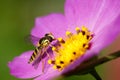 Syrphidae