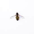 Syrphidae Diptera insect fly with black and yellow stripes, striped color isolated on a white background