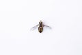 Syrphidae Diptera striped insect with black and yellow color stripes isolated on a white background