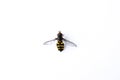 Syrphidae Diptera striped insect with black and yellow color stripes isolated on a white background