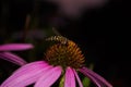 Syrphidae. A family of diptera, insects. A flower fly sits on a purple echinacea flower. Syrphidae closeup.