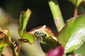 Spring Bloom Series - Flower Fly Pollinator on Rose Bush Leaves - Diptera