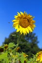 Syrphidae and grasshopper on a sunflower