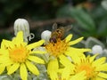 Syrphidae Hoverfly insect with yellow and black body on a yellow daisy flower, close up. Royalty Free Stock Photo