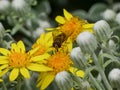 Syrphidae Hoverfly insect on a yellow daisy flower, close up. Royalty Free Stock Photo