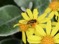 Syrphidae Hoverfly insect on yellow daisy flower, close up. Royalty Free Stock Photo