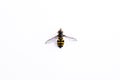 Syrphidae insect fly black yellow striped pattern isolated on white background close-up