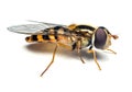 Syrphidae insect macro