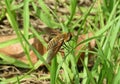 Syrphidae nsect on grass, closeup Royalty Free Stock Photo