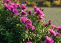 A Syrphidae sits on an Aster flower on a natural background