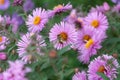 A Syrphidae sits on an Aster flower