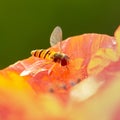 Syrphidae sits on a red poppy flower, useful insect pest that destroys pests