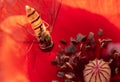 Syrphidae sits on a red poppy flower, useful insect pest that destroys pests