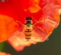 Syrphidae sits on a red poppy flower, useful insect pest that destroys pests