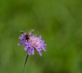 Syrphidae Royalty Free Stock Photo