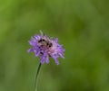 Syrphidae Royalty Free Stock Photo