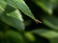 Syrphini hoverfly on the end of a leaf 1 Royalty Free Stock Photo