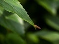 Syrphini hoverfly on the end of a leaf 2 Royalty Free Stock Photo