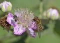 The Syrphini are a tribe of hoverflies, Greece Royalty Free Stock Photo