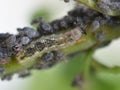 Syrphus hoverfly larva eating aphids