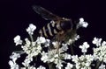 Syrphus ribesii or common banded hoverfly Royalty Free Stock Photo