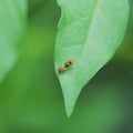 Syrphus ribesii eristalis perching ov green leaf Royalty Free Stock Photo