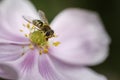 Syrphus Ribesii Hoverfly perched on a flower