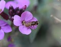 Syrphus ribesii Royalty Free Stock Photo