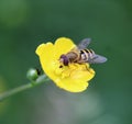 Syrphus ribesii Royalty Free Stock Photo